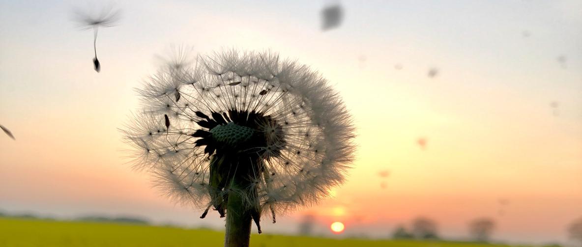 Samen einer Pusteblume fliegen davon